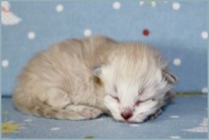 Female Siberian Kitten from Deedlebug Siberians